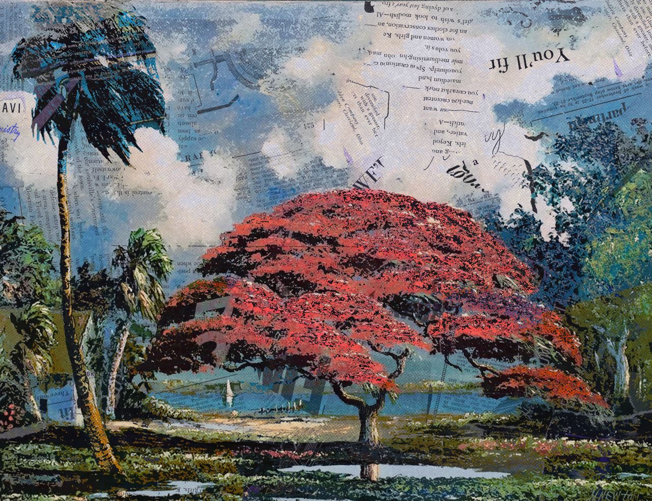 Royal Poinciana