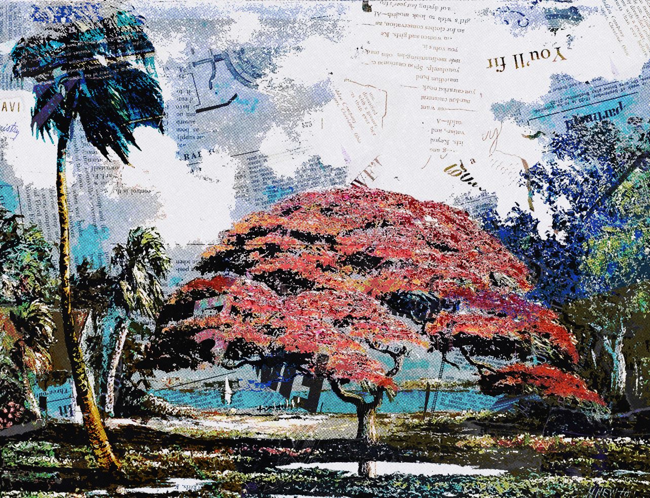 Royal Poinciana