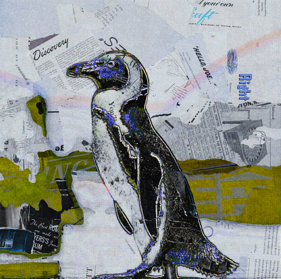 Cape Penguin